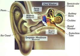 telinga manusia normal mampu mendengar bunyi yang memiliki frekuensi ....